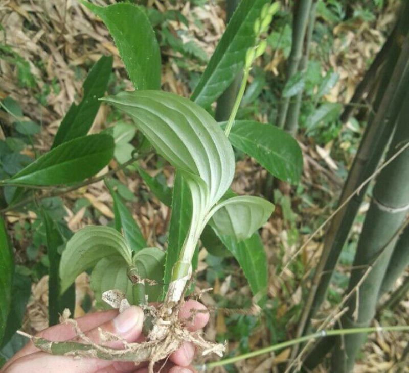 四川贵州见血清野生冷背药材