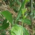 四川贵州见血清野生冷背药材
