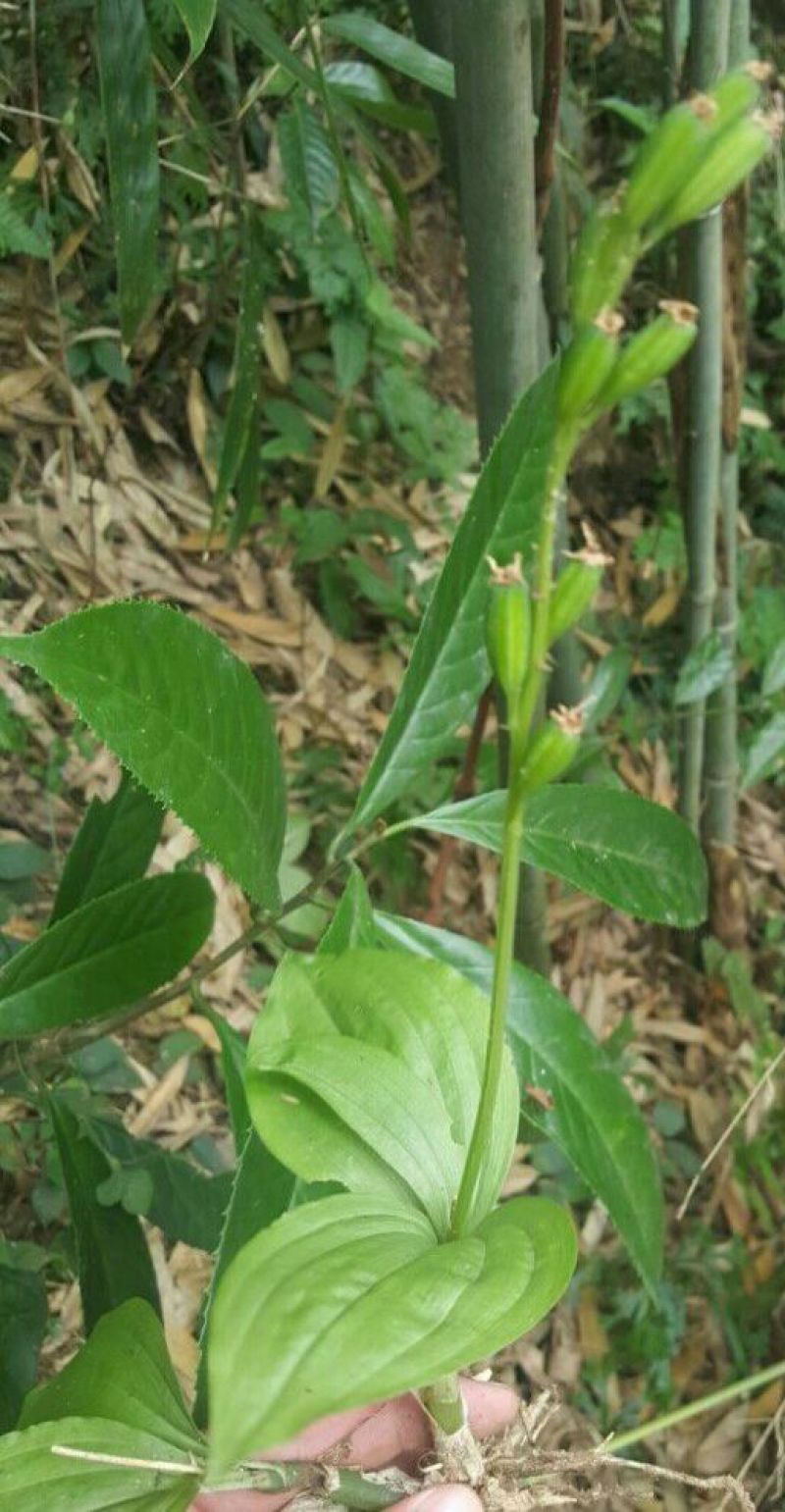 四川贵州见血清野生冷背药材
