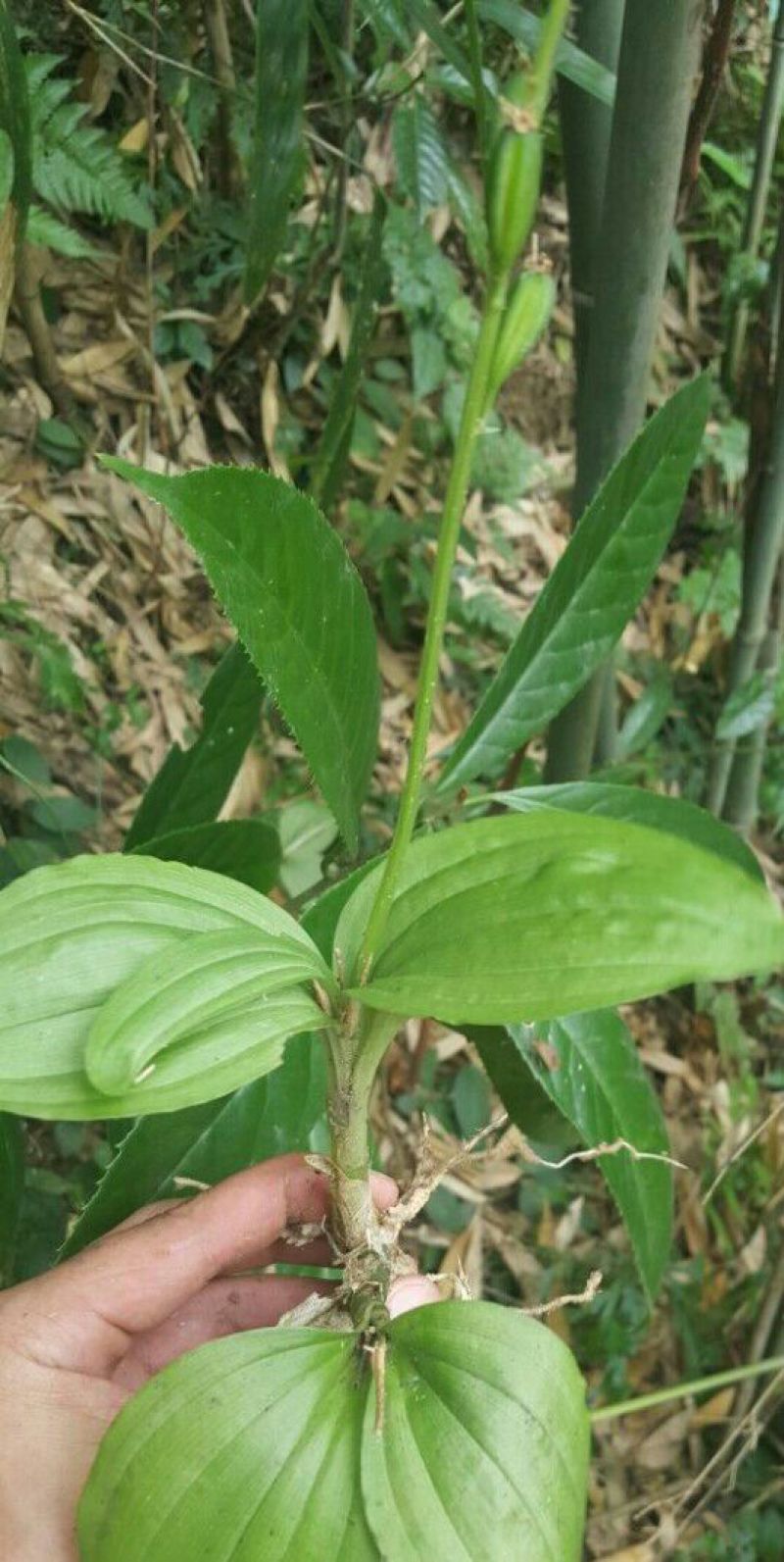 四川贵州见血清野生冷背药材