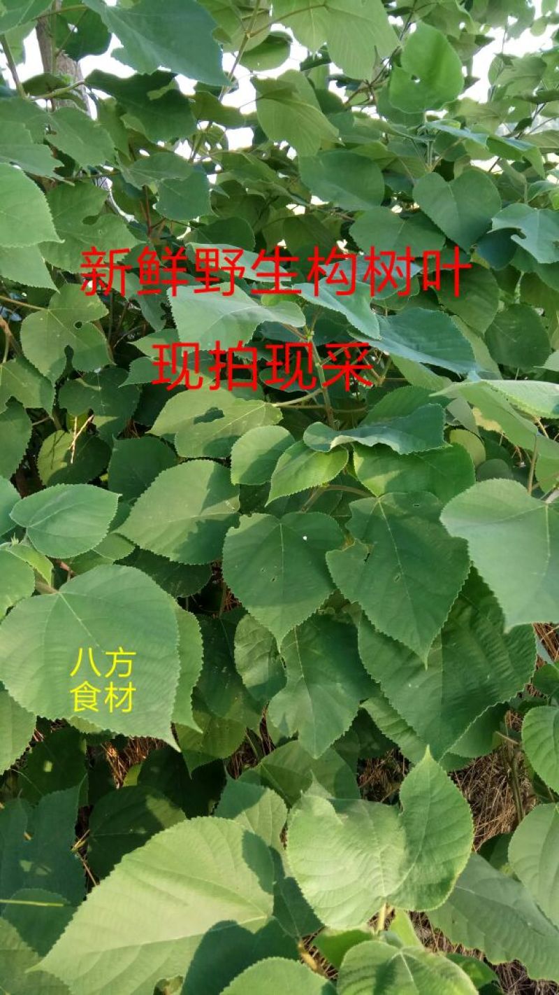 野生构树叶
