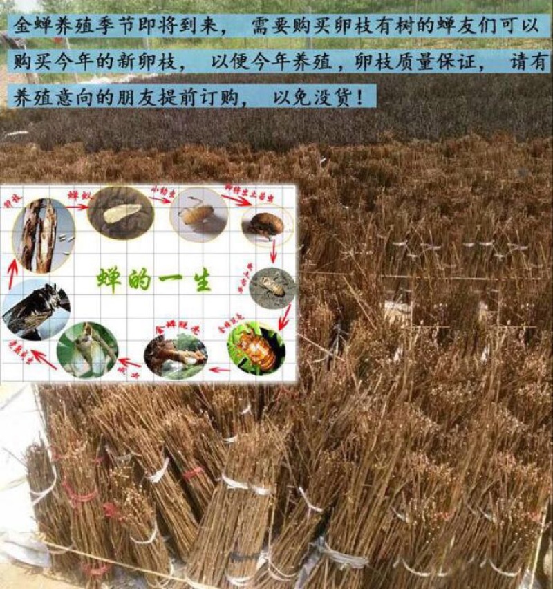金蝉金蝉卵枝，人工繁殖金蝉卵枝知了猴幼虫，杨树枝精品