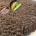 金蝉金蝉卵枝，人工繁殖金蝉卵枝知了猴幼虫，杨树枝精品