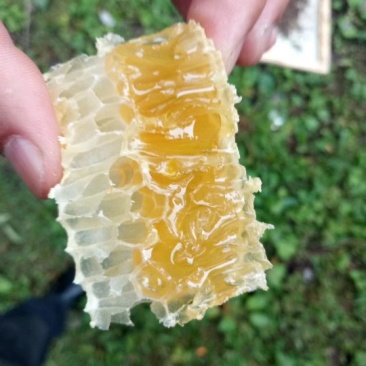 野山花蜂蜜