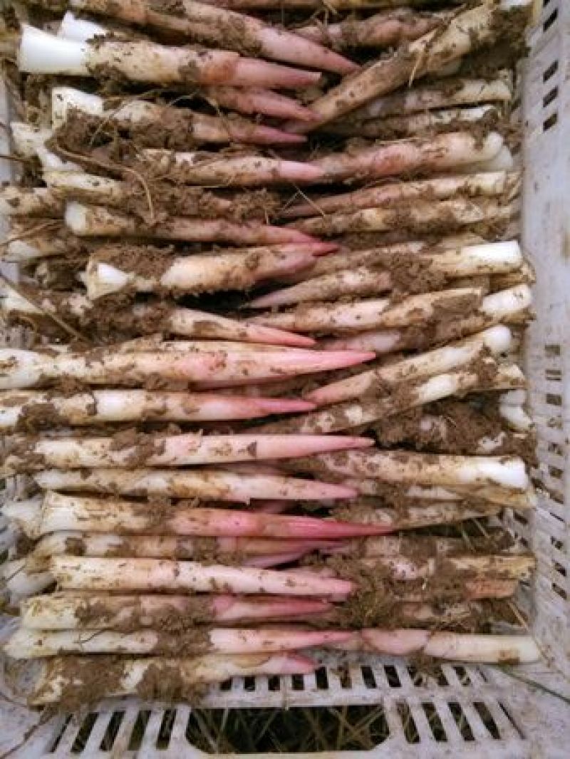 色香味俱佳的特色美食--阳荷笋（洋合笋）