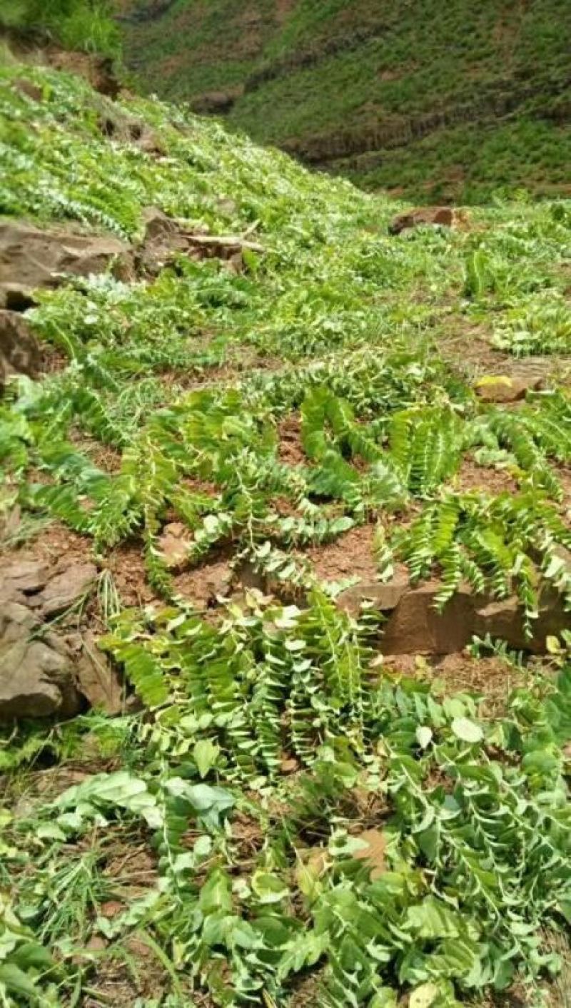 草果，精品山草果