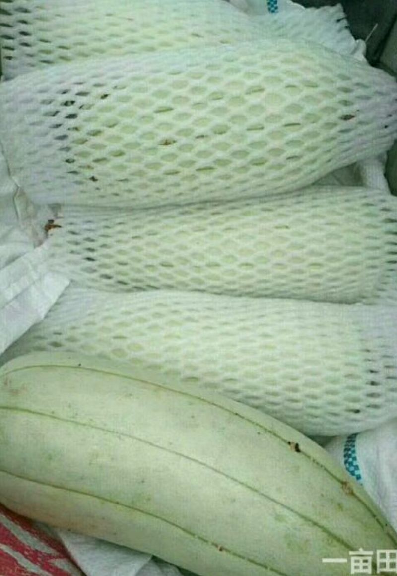 高石脆瓜