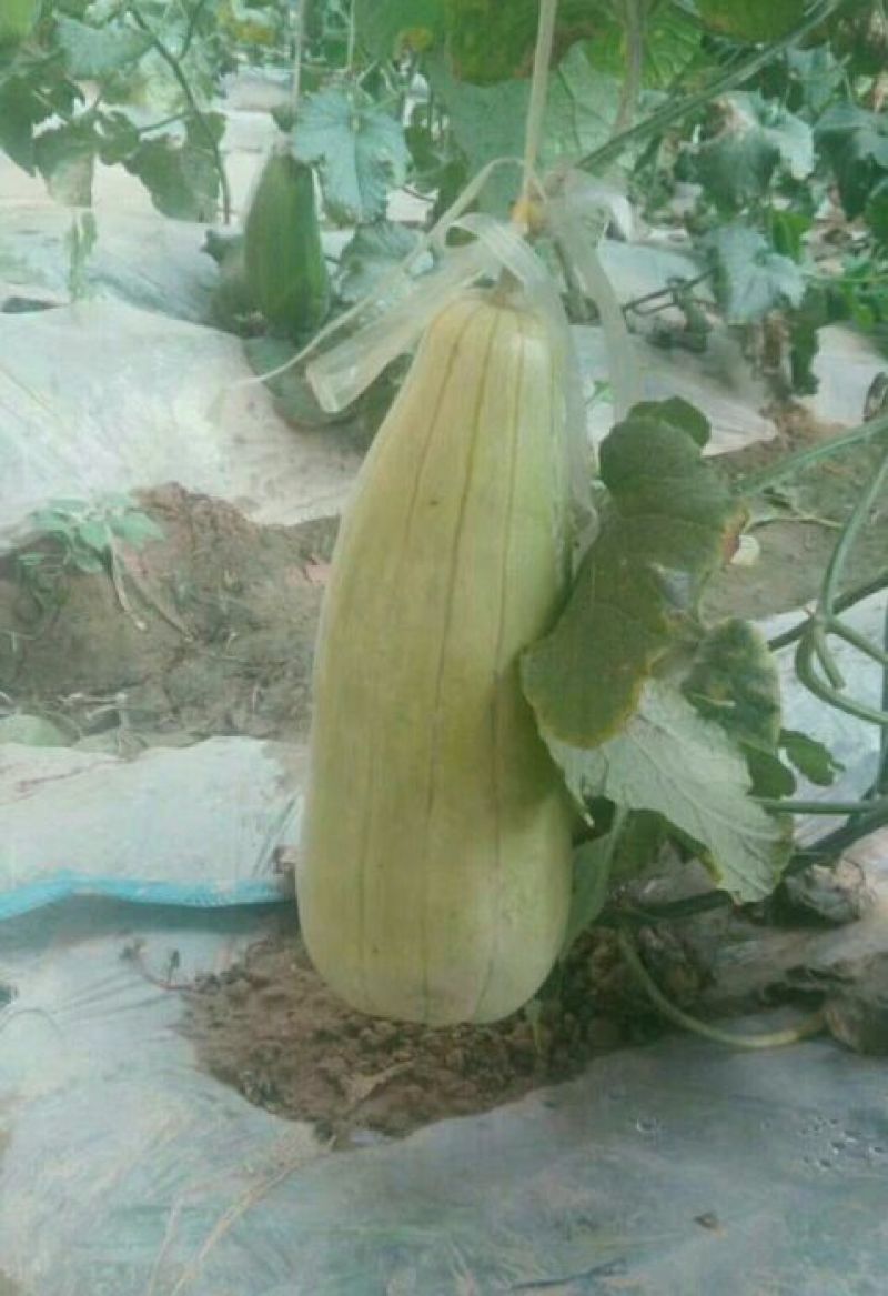高石脆瓜