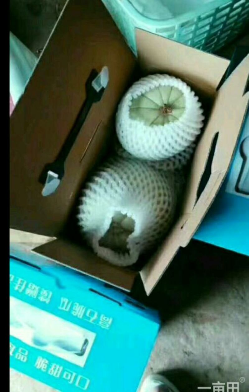高石脆瓜