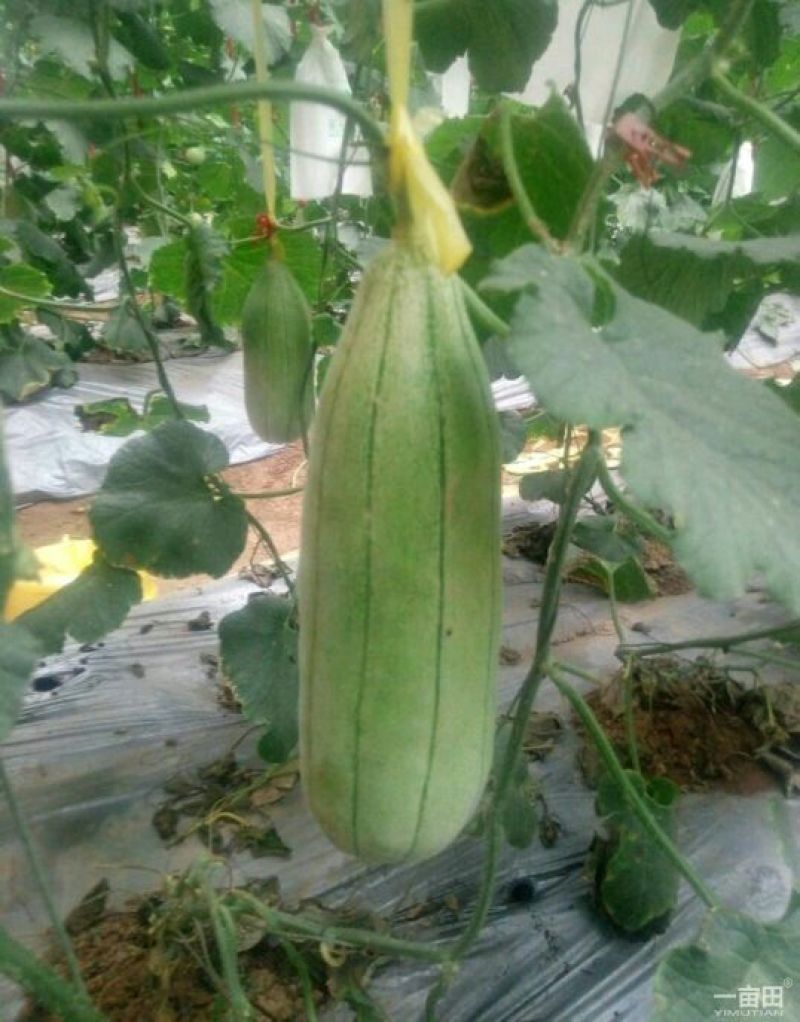 高石脆瓜