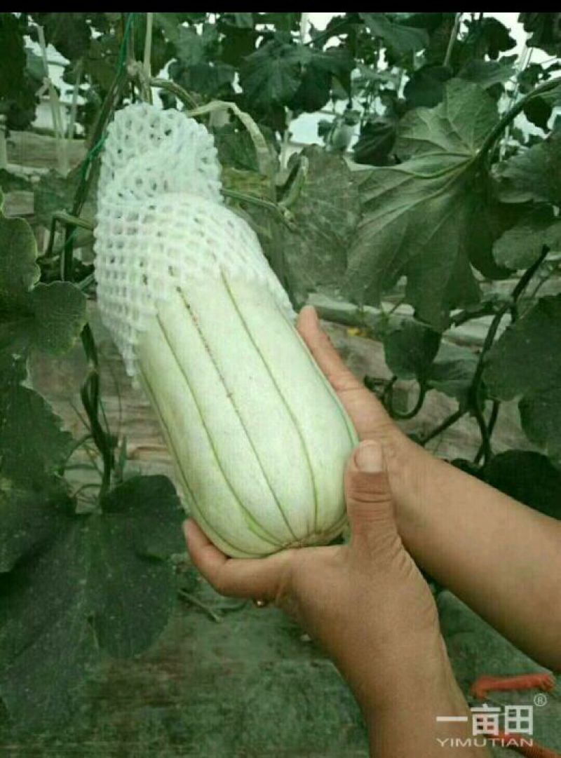 高石脆瓜