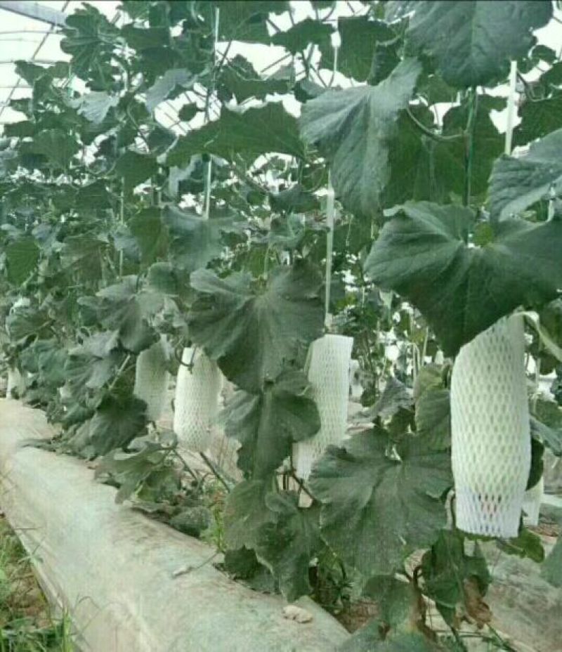 高石脆瓜