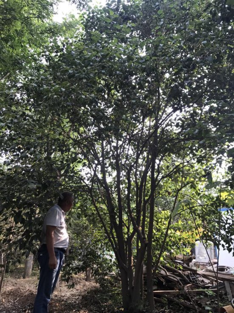 大叶女贞20cm以上
