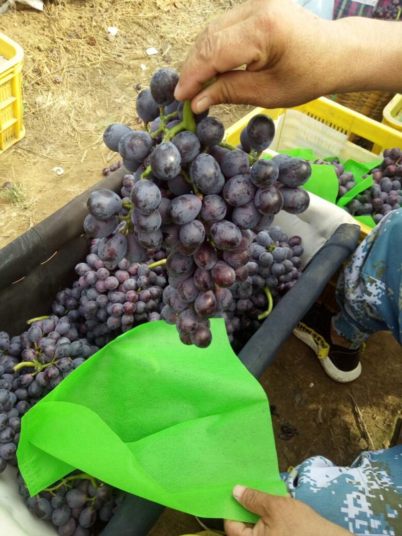 夏黑葡萄大量上市一首货源