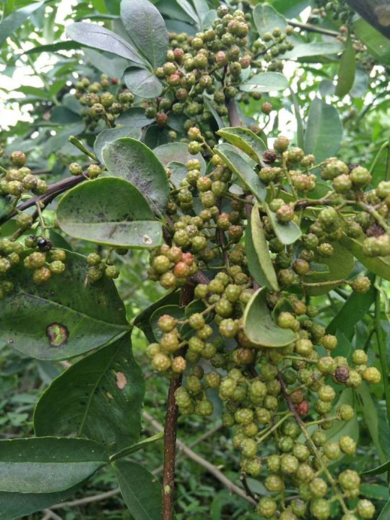 基地直供青椒袋苗，红椒袋苗，货源充足