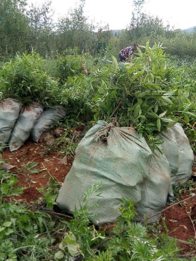 基地直供青椒袋苗，红椒袋苗，货源充足