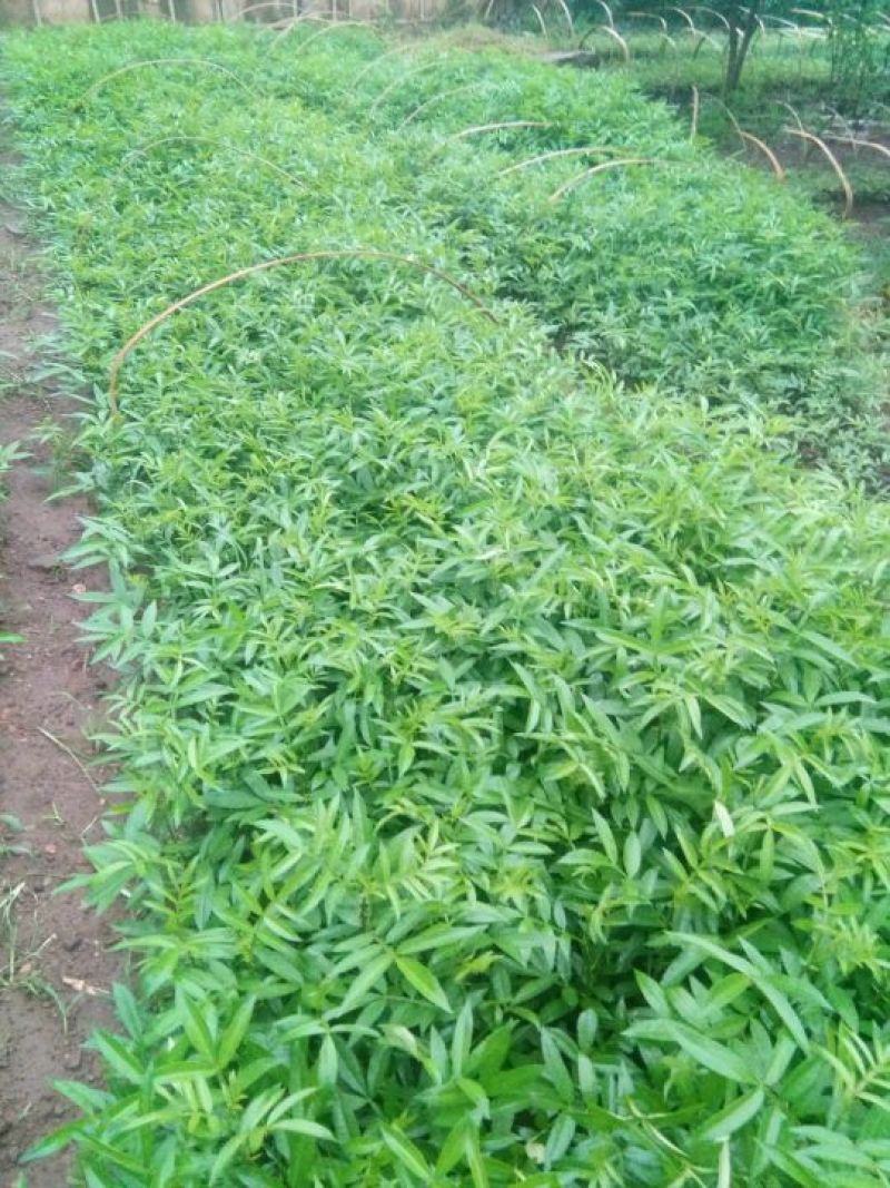 基地直供青椒袋苗，红椒袋苗，货源充足