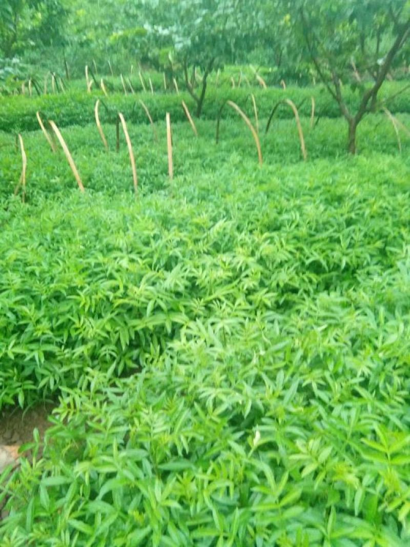 基地直供青椒袋苗，红椒袋苗，货源充足