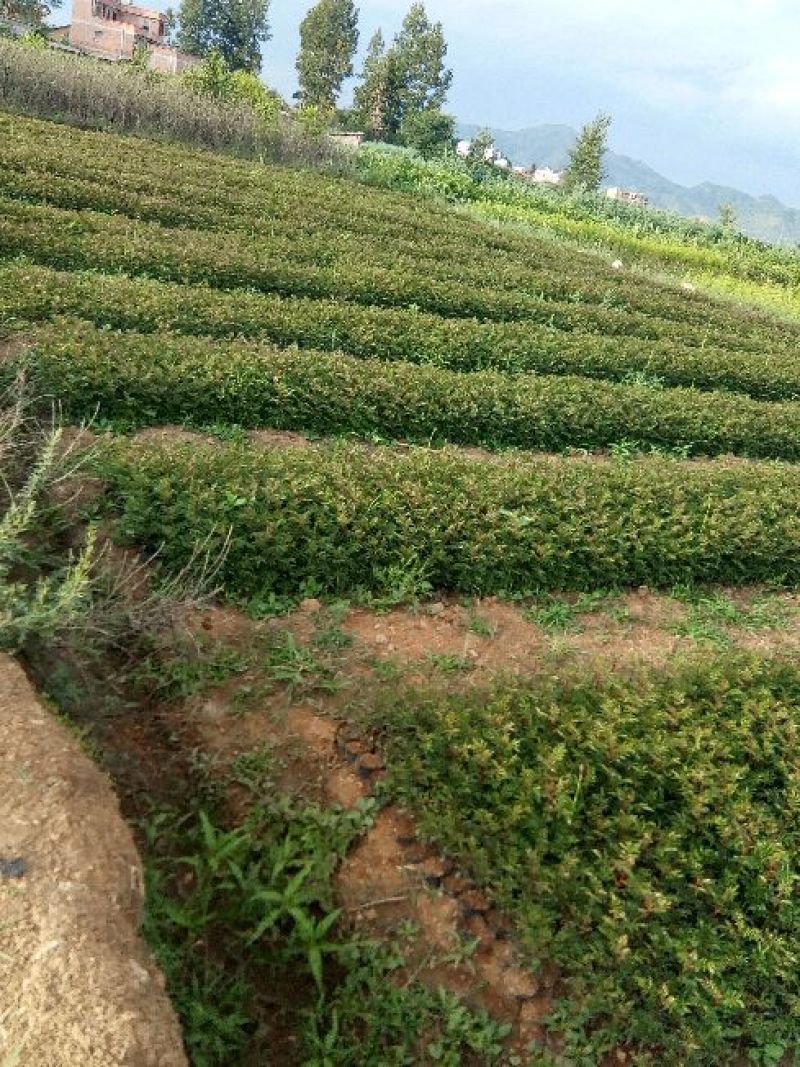 基地直供青椒袋苗，红椒袋苗，货源充足