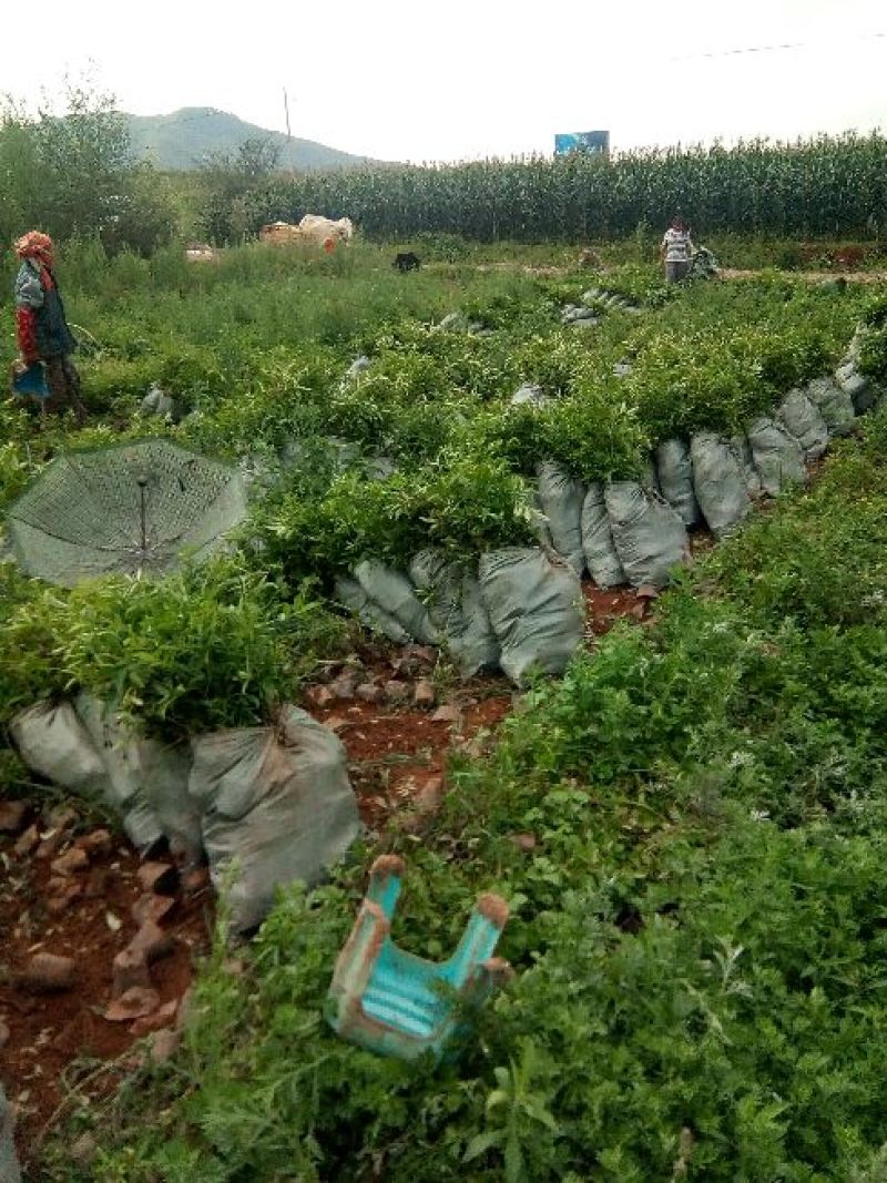 基地直供青椒袋苗，红椒袋苗，货源充足