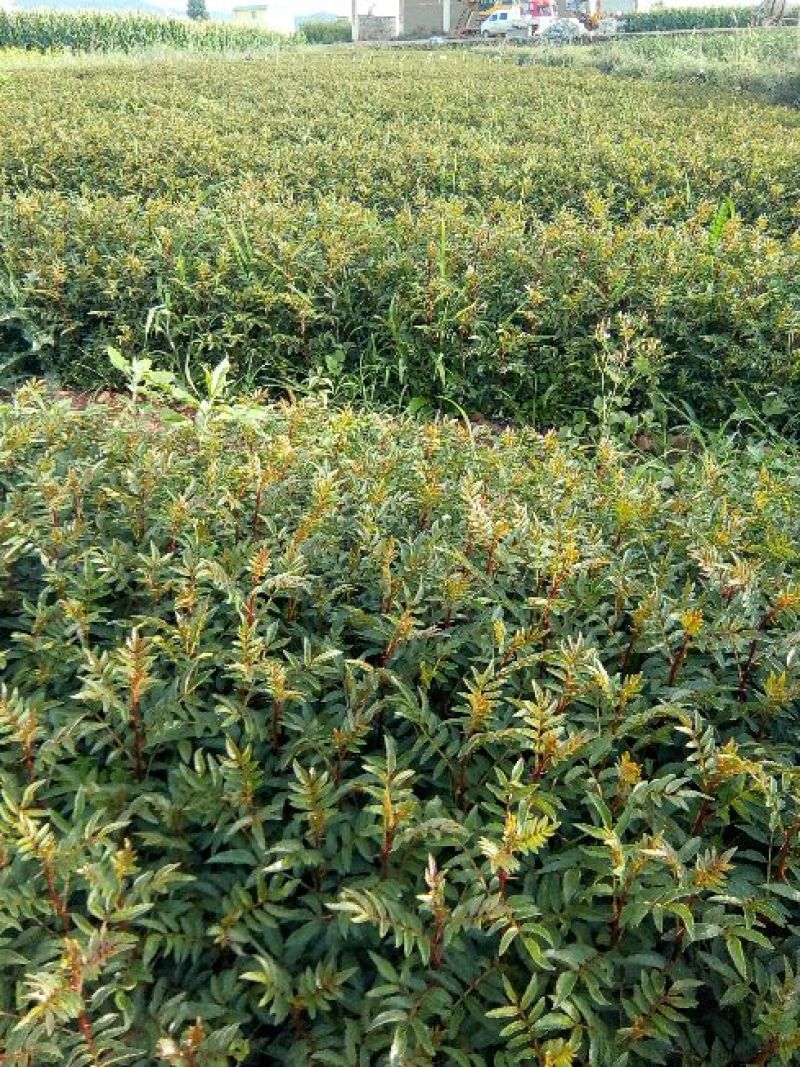 基地直供青椒袋苗，红椒袋苗，货源充足