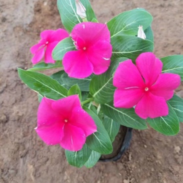 长春花