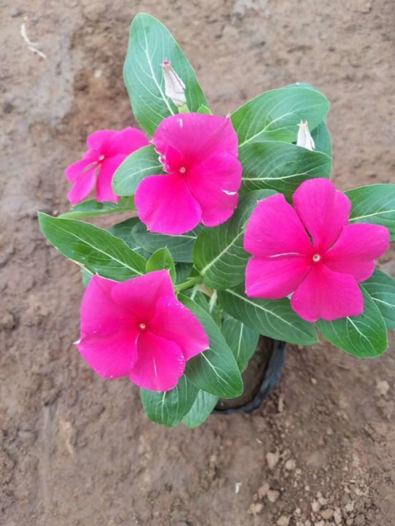 长春花