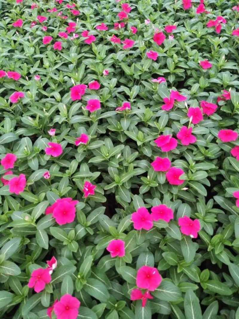 长春花