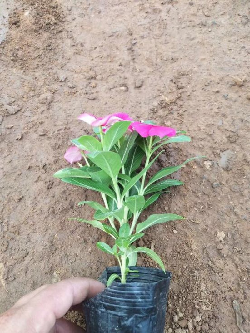 长春花