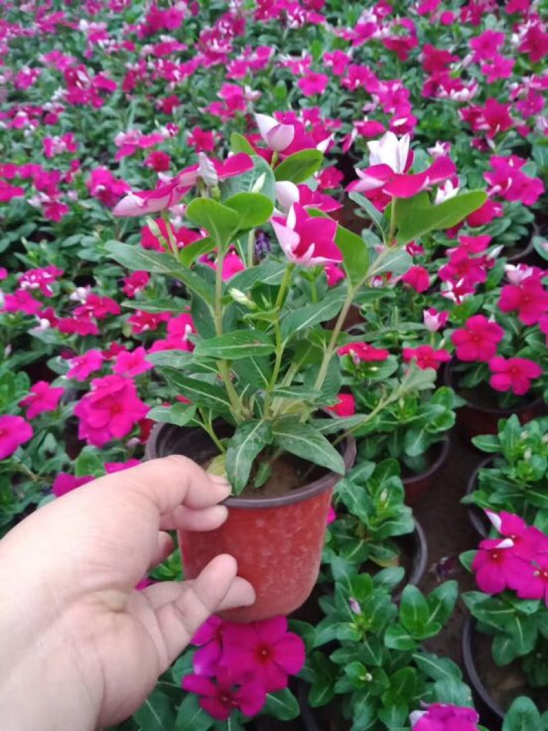 长春花