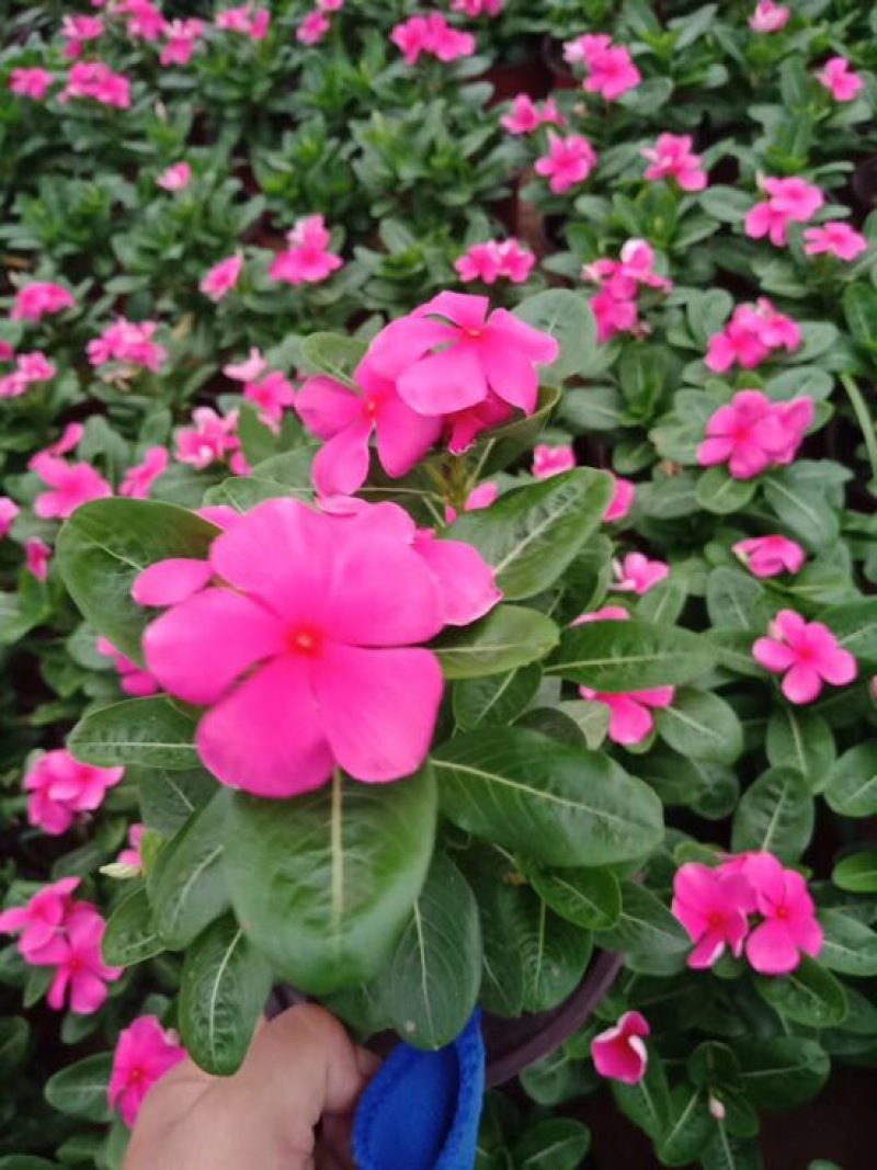 长春花