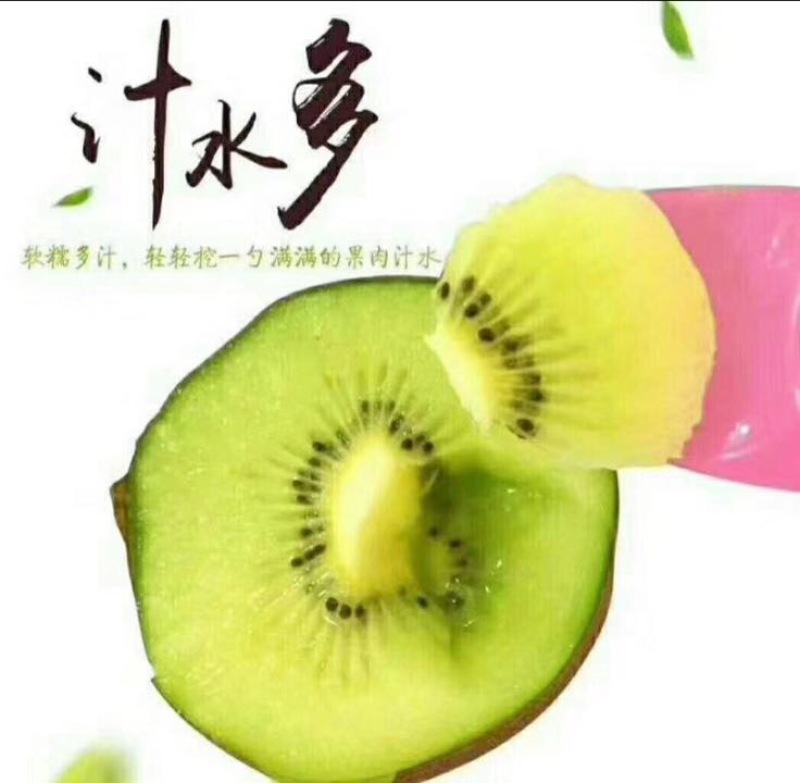 亚特猕猴桃大果招代理