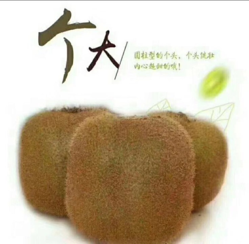 绿心猕猴桃招各类水果代理全国包邮