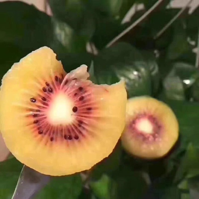 红心猕猴桃招各类水果代理全国包邮