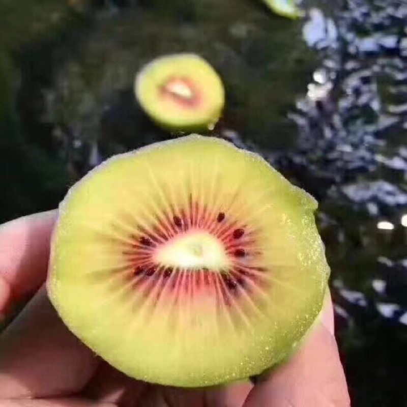 红心猕猴桃招各类水果代理全国包邮