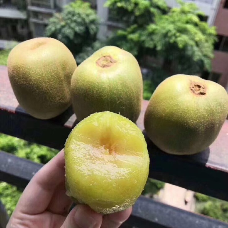 红心猕猴桃招各类水果代理全国包邮