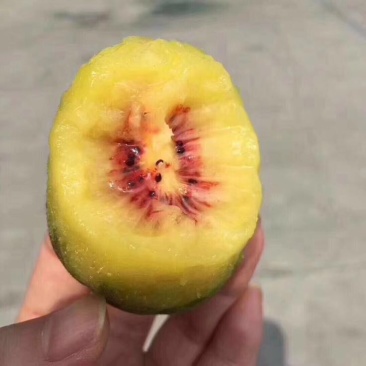 红心猕猴桃招各类水果代理全国包邮