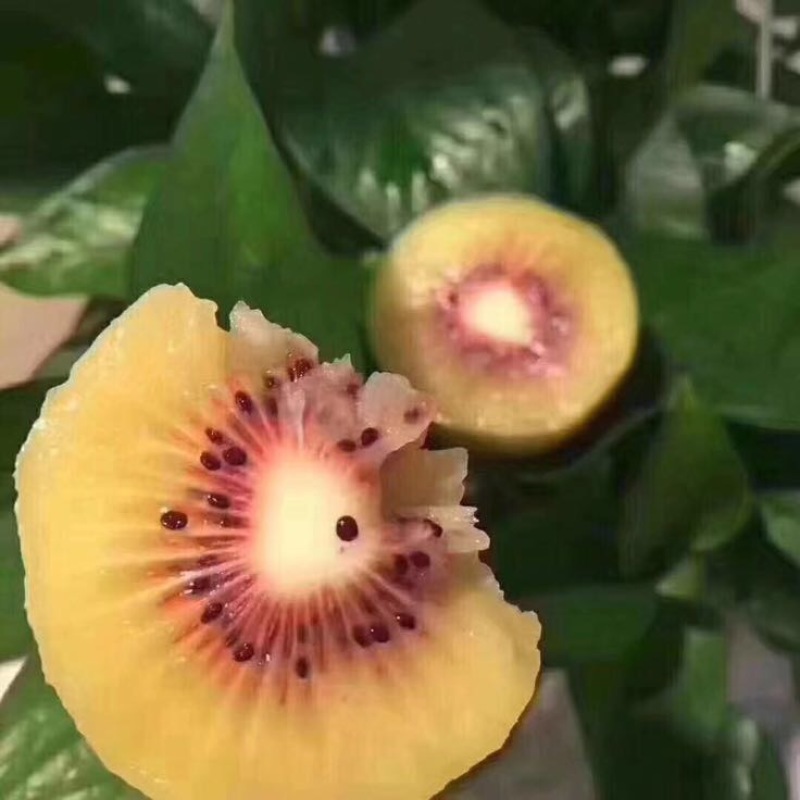 红心猕猴桃招各类水果代理全国包邮