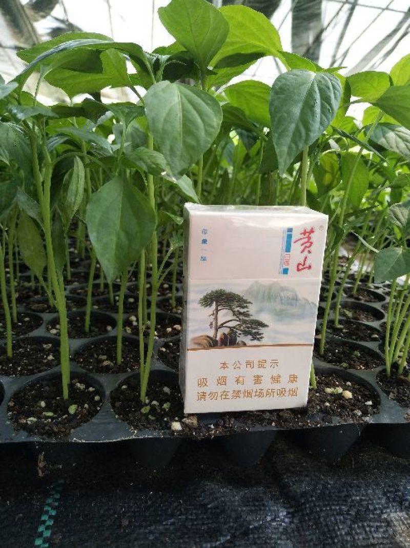 【精选】安徽埇桥黄瓜苗苗场直发一手货源量大优惠