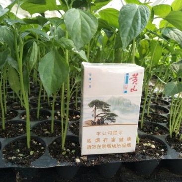 【精选】安徽埇桥黄瓜苗苗场直发一手货源量大优惠