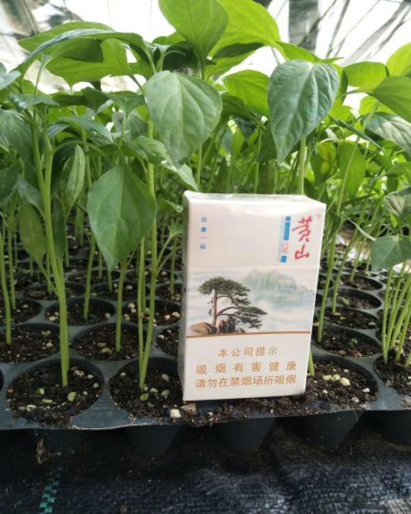 【精选】安徽埇桥黄瓜苗苗场直发一手货源量大优惠