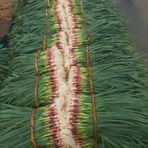 云南泸西红根蒜苗50-60cm产地直供长年有货