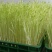 芽苗菜技术培训