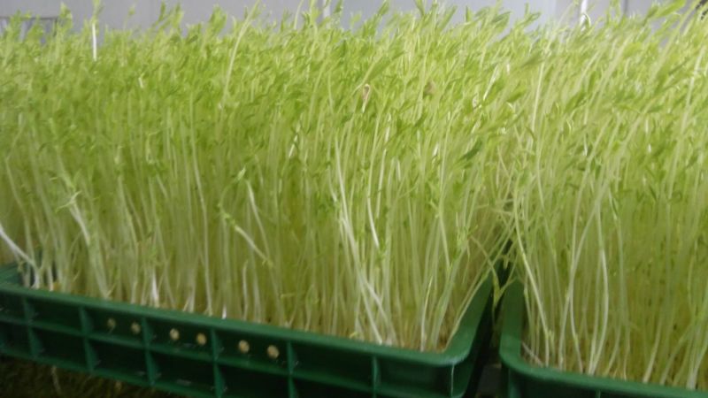 芽苗菜技术培训
