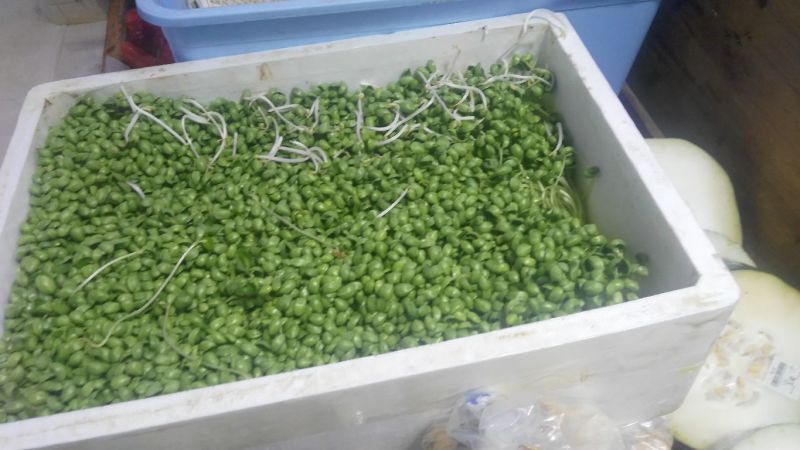芽苗菜技术培训