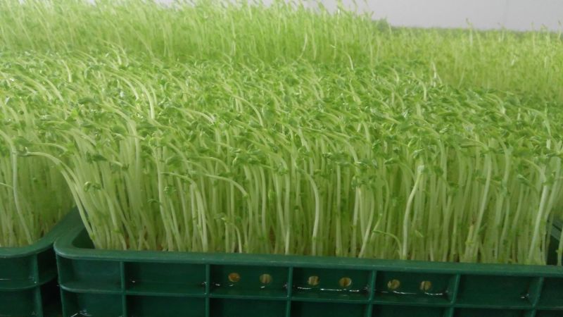 芽苗菜技术培训