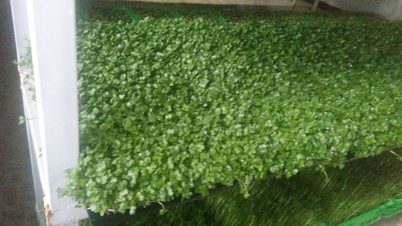 芽苗菜技术培训
