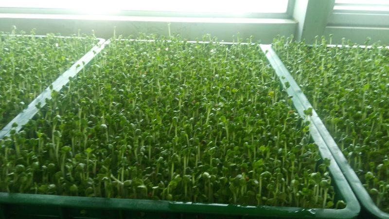 芽苗菜技术培训
