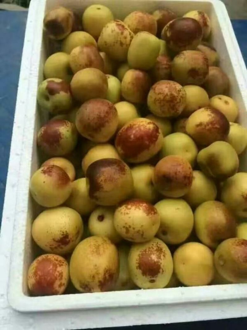 鲜脆枣基地大量货源