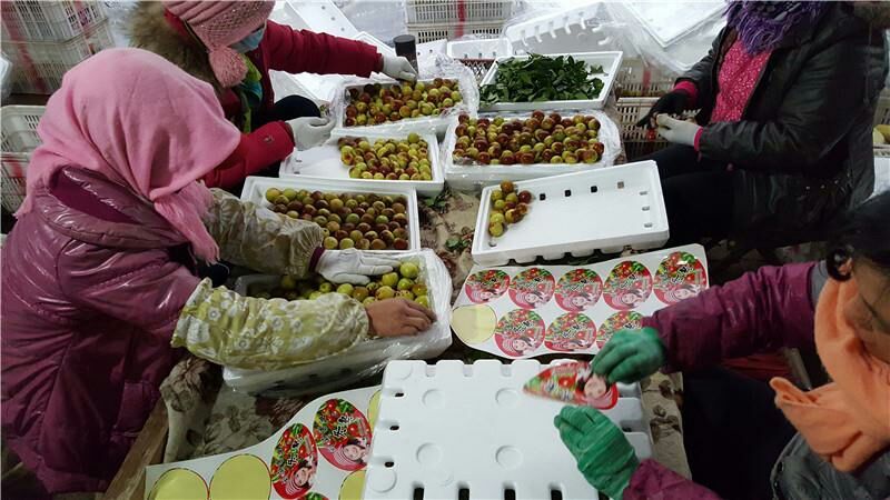鲜脆枣基地大量货源